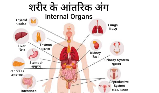 Internal Body Parts 