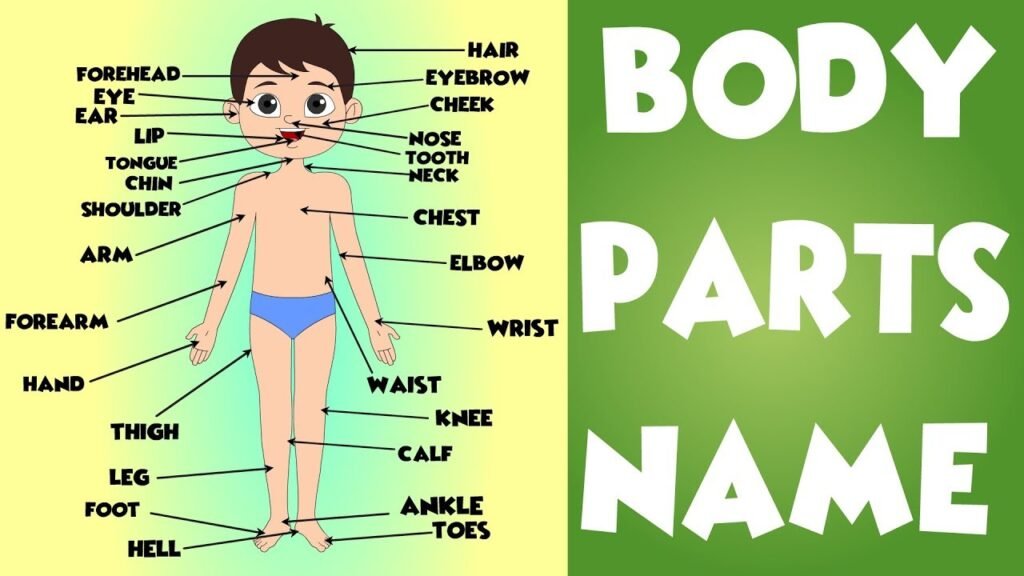 human-body-part-list-body-parts-name