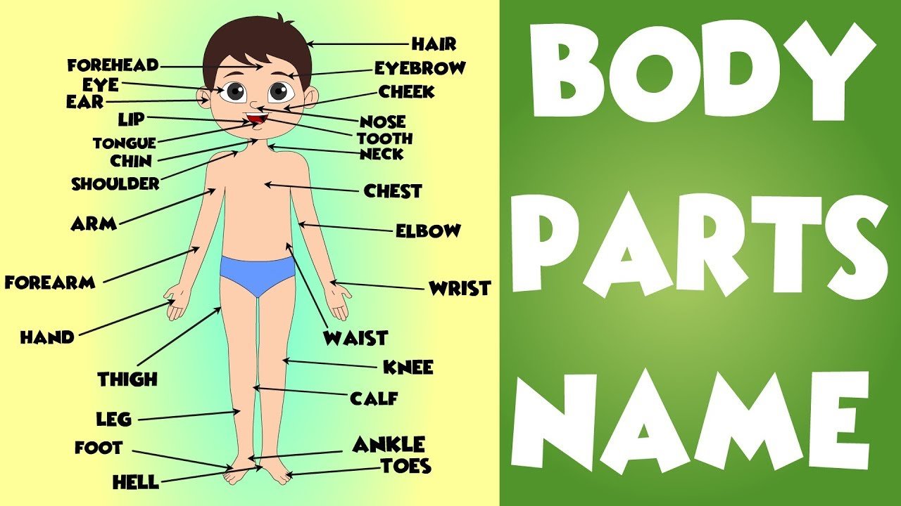 Body Parts Name